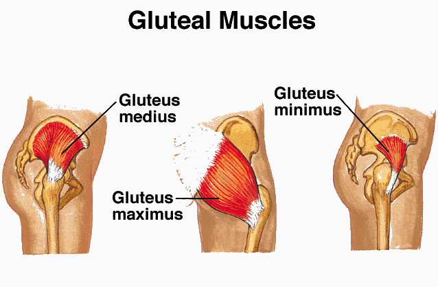 Weak Gluteus Muscles and Lower Back Pain - Restore Health and Wellness